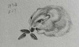 猫的照片上写着字描述已自动生成